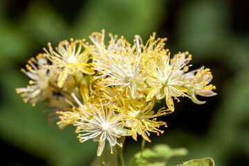 beautiful linden tree flower in spring during flowering,