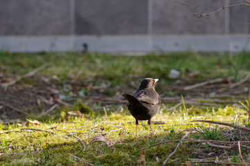 samiec kosa zwyczajnego (Turdus merula)