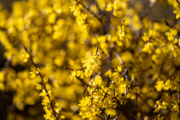 żółty krzew wiosenny forsycji w zbliżeniu