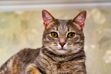 A gray striped kitty poses for the camera!
