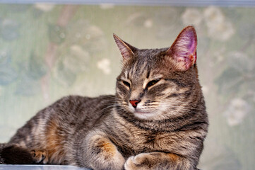 A gray striped kitty poses for the camera!