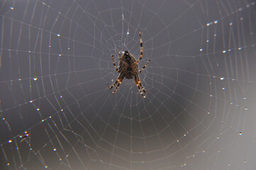 Gartenkreuzspinne - Araneus diadematus