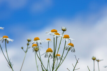 shrubs of white daisies in the summer