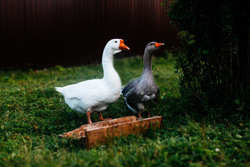 Naklejka na ściany i meble White and grey geese on the farm