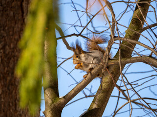 A squirrel sits on a branch of a deciduous tree. The bright sun illuminates the animal. Spring forest background with squirrel.