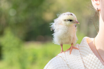 Small fluffy chick on a woman's shoulder on a natural background.