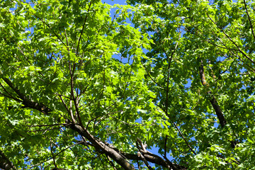 young green maple foliage in spring