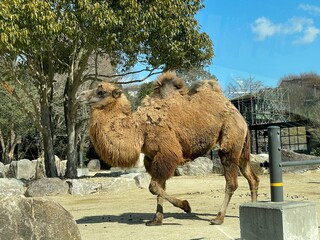 camel in the zoo