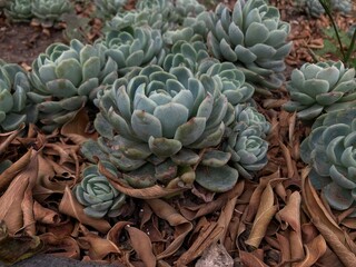 cactus in the garden