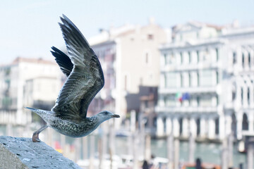 Möven am Mercato in Venedig - obrazy, fototapety, plakaty