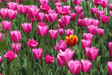 Field with pink tulips and one red flower with yellow edges of petals, beautiful natural background