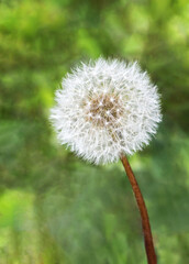 White, fluffy and round dandelion seed flower on a green blurred background, close-up