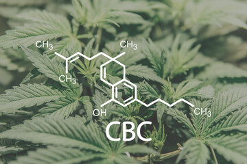 CBC chemical formula. Cannabis plants with cannabichromene molecule.