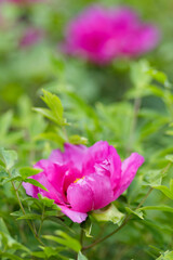 Fototapeta premium Blooming pink peonies. Pink peonies flowers on a blurred background. opy space
