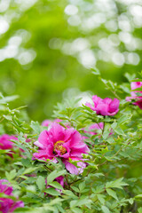 Blooming pink peonies. Pink peonies flowers on a blurred background. opy space