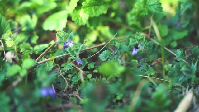 Abeille butinant