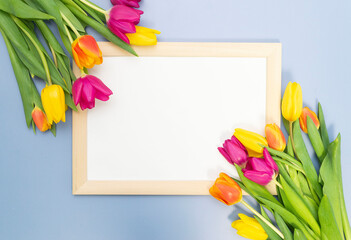  Colored tulips on a blue background with wooden frame for text. Horizontal frame. Top view. Copy space.