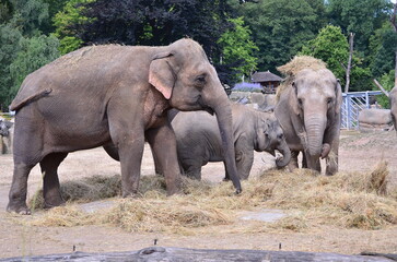 group of elephants family walking, Elephants in zoological garden