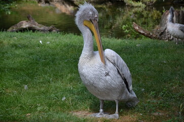Portrait of Great White Pelican, Head of Pelican close-up, side view.