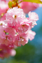 Blooming sakura on a blurred background. Beautiful blooming sakura buds close-up. Pink sakura as a symbol of spring