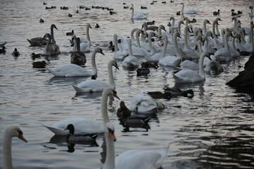 The swans on the Prague's Vltava River near the Charles bridge .