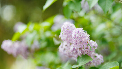 Lilac shrubs flowering in spring time. Purple lilac flowers spring blossom background. Spring concept