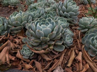 Fototapeta premium cactus in the garden