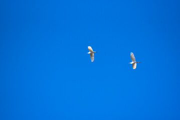 Two storks flying in blue sky, photo birdwatching