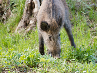 Wild boars feeding on green grain field in summer. Wild pig hiding in agricultural country copy space. Vertebrate grazing in summertime with blurred background.