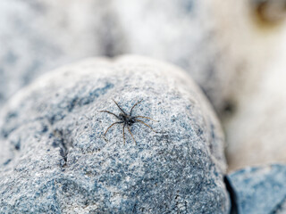 pardosa milvina on top a rock near a river in la spezia