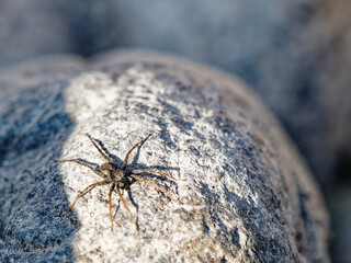 pardosa milvina on top a rock near a river in la spezia