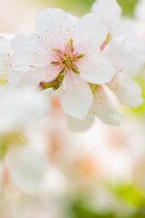 Fototapeta na wymiar Spring Cherry blossoms on a blurred background. Cherry blossom petals close-up