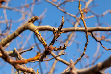 tree branches against the blue sky