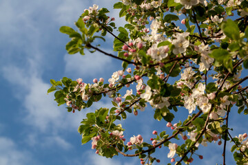 white flowers of the plant in summer