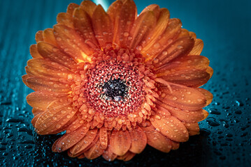 Gerbera