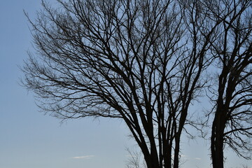 Bare Tree