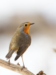 Fototapeta premium le rouge gorge