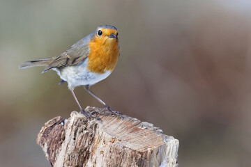 le rouge gorge