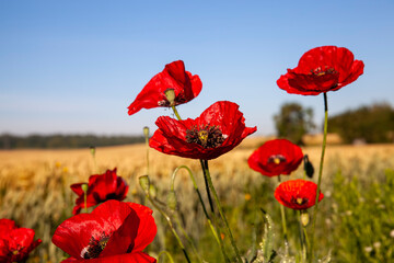 Obraz premium a red poppy flower in the spring season