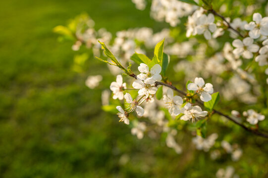 Blooming cherry tree in spring. High quality photo