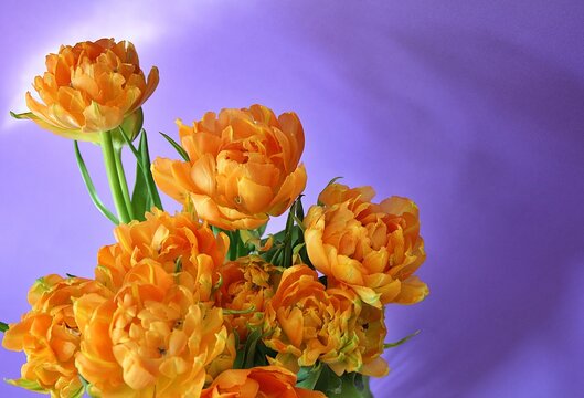 orange-yellow tulips, jagged-edged tulips, cut flowers, blooming flowers, spring plants, purple background