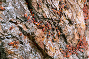 Large colony of red beetles on pine bark