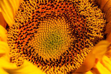 beautiful flowers sunflowers flowering time and insect pollination