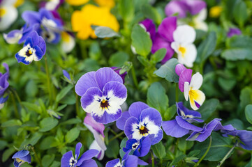 早春の花壇　パンジー