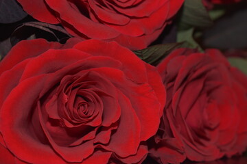 red rose on black background