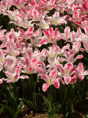 Pink and white tulips during spring in Emirgan, Istanbul, Turkey.  