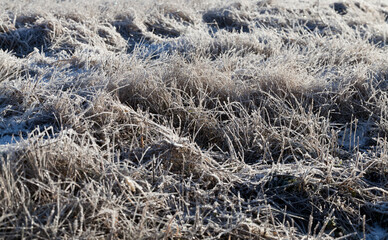 grass covered with ice and frost in the winter season