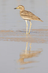 Ein Senegaltriel am Ufer in der Seitenansicht