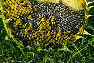 A ripe beautiful sunflower flower with harvest of seeds lies on the grass close-up