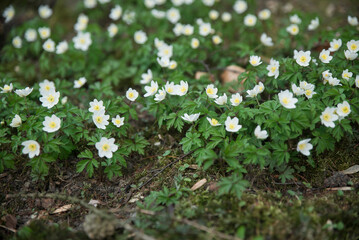 wiosenne białe kwiaty polne